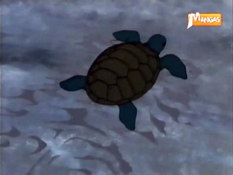 Baby Turtle