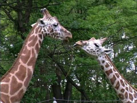Wild Animals