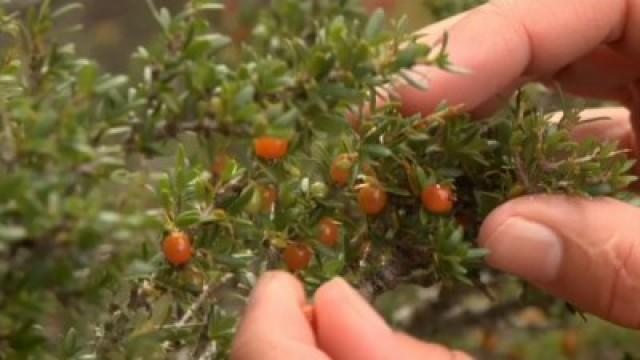 Wild Food