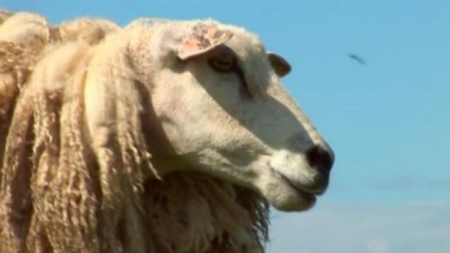 Wild Woolly Winnie