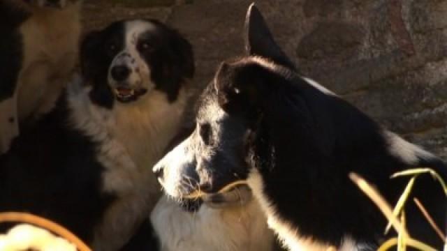 Top Dog