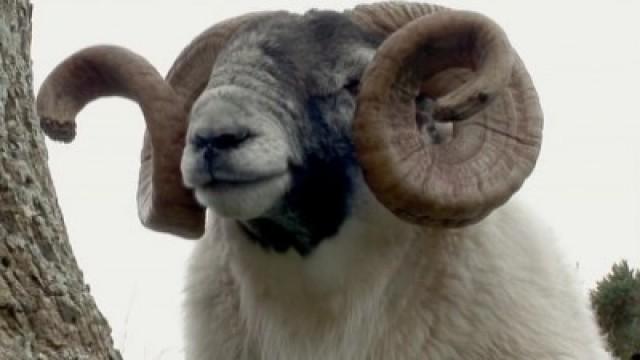 Monsieur Mouton