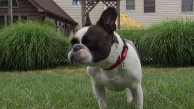 French Bulldog, Poodle, Airedale, Chihuahua, Labrador