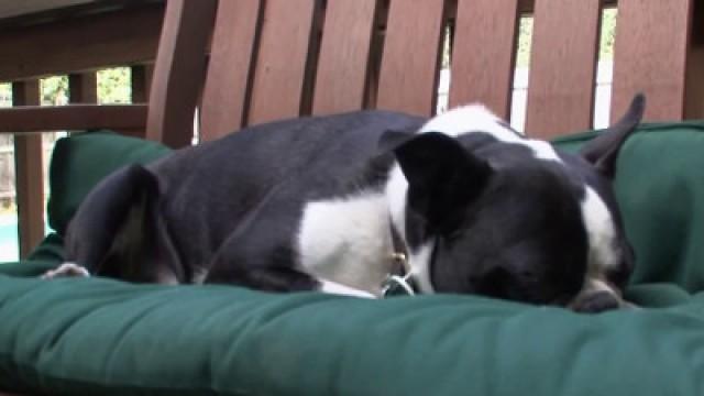 Rottweiler, Boston Terrier, Basset Hound, Shar-Pei, St. Bernard