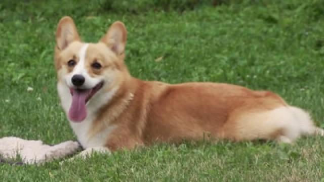 Jack Russell, Golden Retriever, Pembroke Corgi, Vizsla, German Shepherd