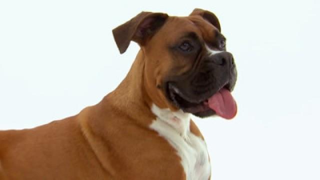 Boxer, Bichon Frise, Newfoundland, Beagle, Dachshund
