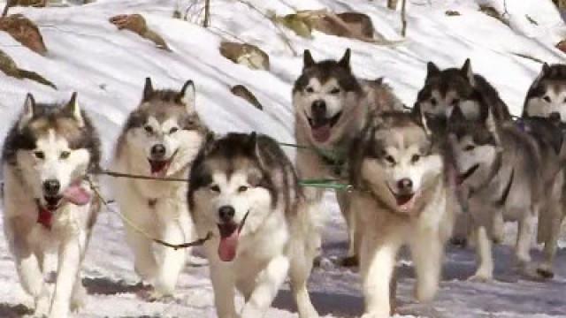 Portuguese Water Dog, Bernese Mountain Dog, Alaskan Malamute, Afghan, Cairn Terrier