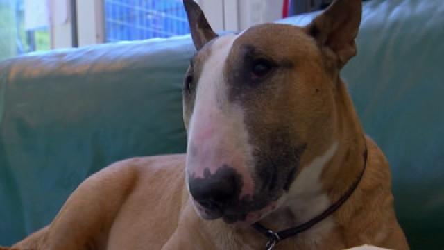 Australian Cattle Dog, Saluki, Norwich Terrier, Boykin Spaniel, Bull Terrier, Cardigan Welsh Corgi