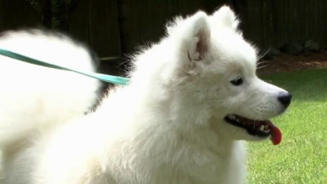 Komondor, Irish Water Spaniel, Samoyed, Shiba Inu, Greyhound, Rat Terrier