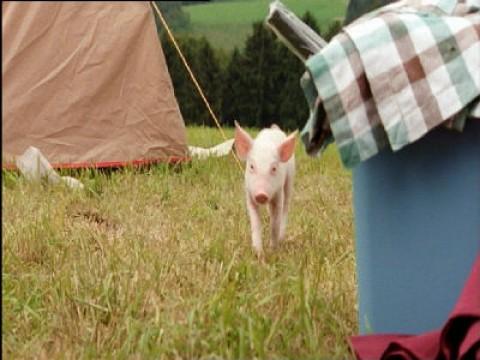Das Picknick
