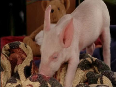 Überraschungsbesuch