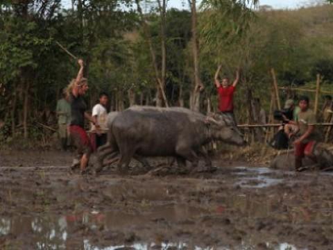 Sumbawa: Water Buffalo Racing
