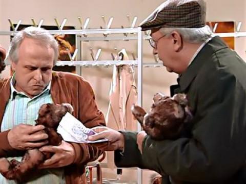 Teddy-Fieber