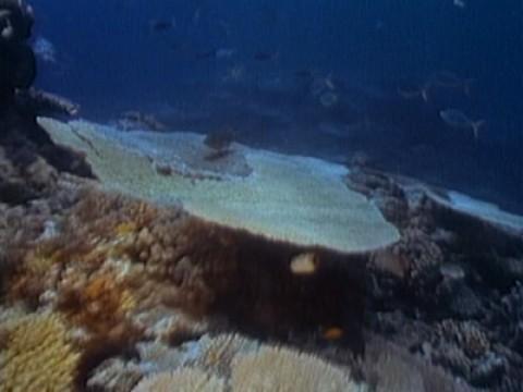 Australia: The Last Barrier