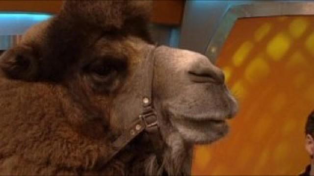 TV Total Sendung vom 29.10.2001