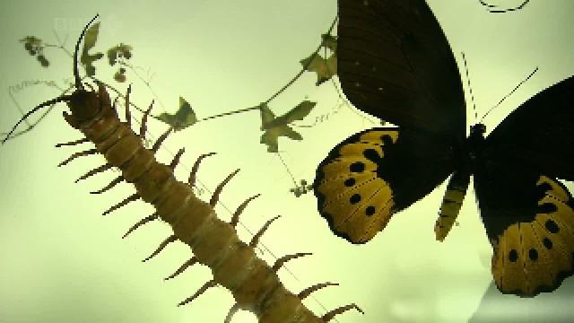 The Power of Insects