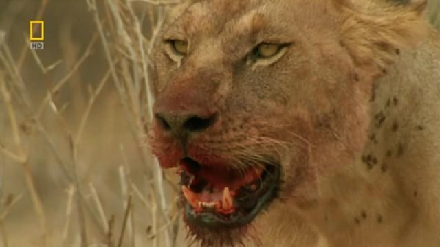 Man Eating Lions