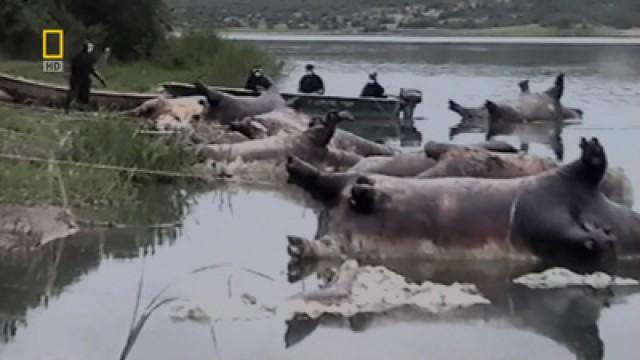 Cannibal Hippos