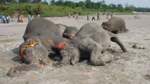 Elephant Graveyard