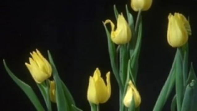 Raketentriebwerk | Tulpenzwiebeln