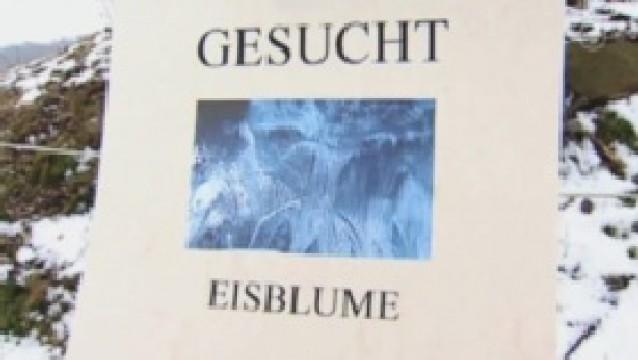 Eisblume