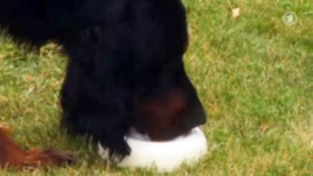Hund trinkt Milch