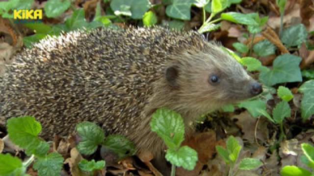 Igel-Stachel | Luftballon