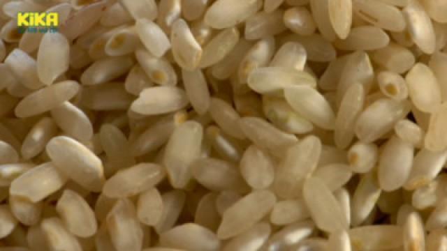 Reisfeld im Frühjahr || Verliebter Frosch || Reis nach der Ernte