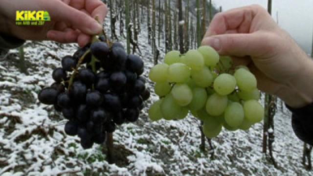 Trauben im Winter