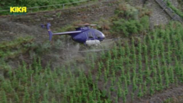 Helikopter im Weinberg