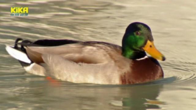 Enten-Lobhudelei - 30 Jahre Ente