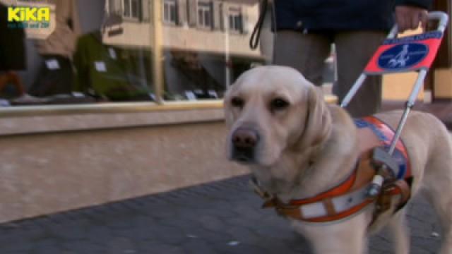 Leuchtsterne | Blindenhund