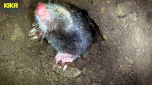 Maulwürfe | Vogelpfeifen