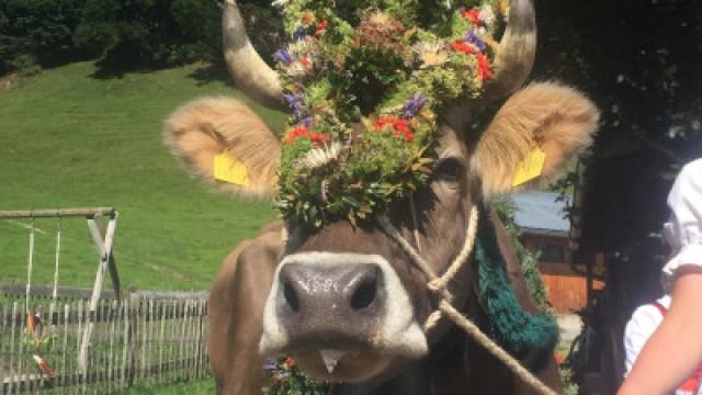 Ein Sommer auf der Alpe