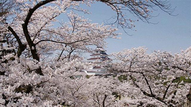 Symbols of Revival: Tohoku's Cherry Trees