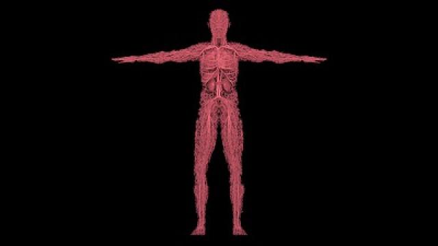 THE BODY: Our Remarkable Inner Network