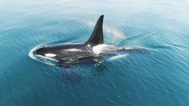Orcas: Mysterious Gathering at Shiretoko