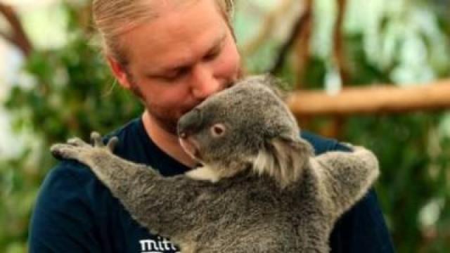 Australien - Regnskogen