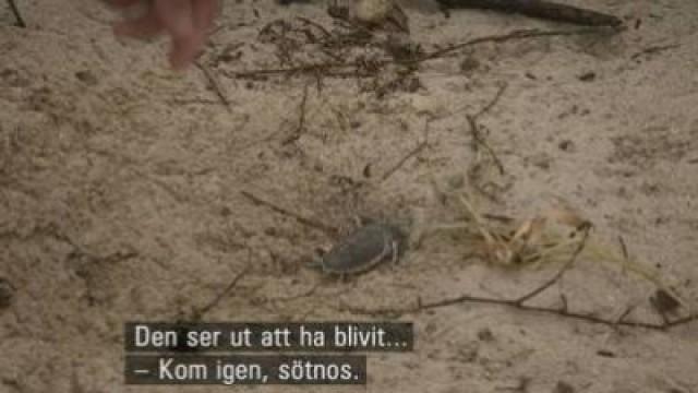 Australien - Havssköldpaddor