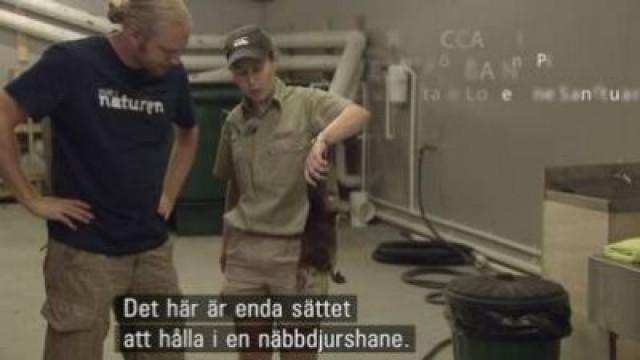 Australien - Näbbdjuret