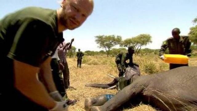 Uganda - Elefanter