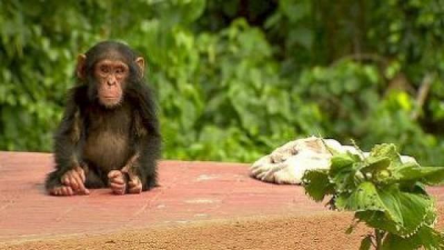 Uganda - Gorillor (och schimpanser)