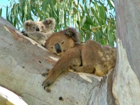 Koala Crunch Time