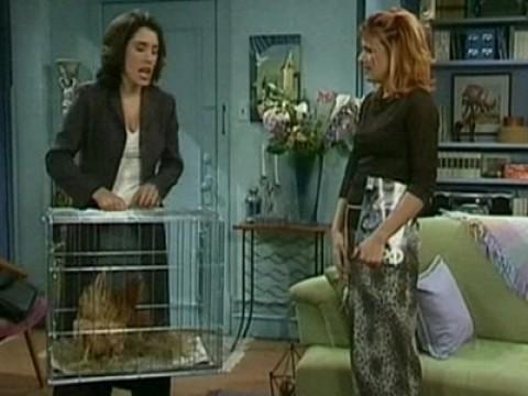 Les poules ont des dents