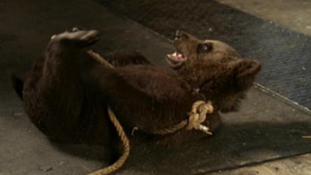 Der Bär ist los
