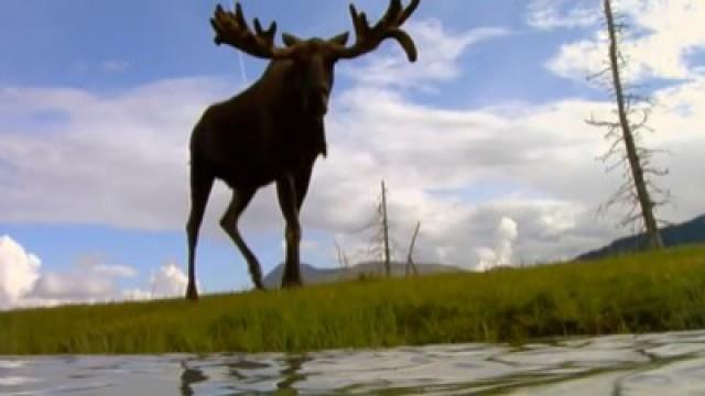 Zwischen Wildnis und Großstadt - Elche in Alaska