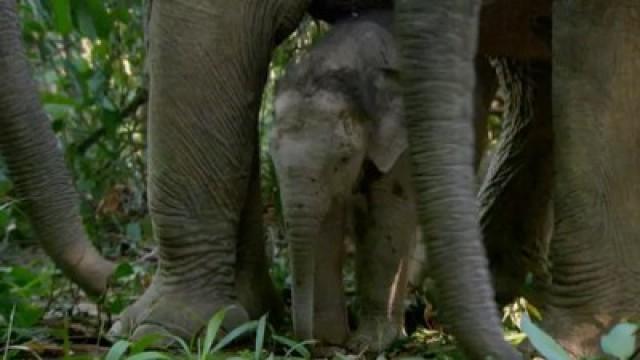Borneos vergessene Elefanten