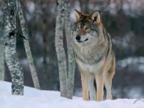 Im Reich der Kälte - Tierische Überlebenskünstler