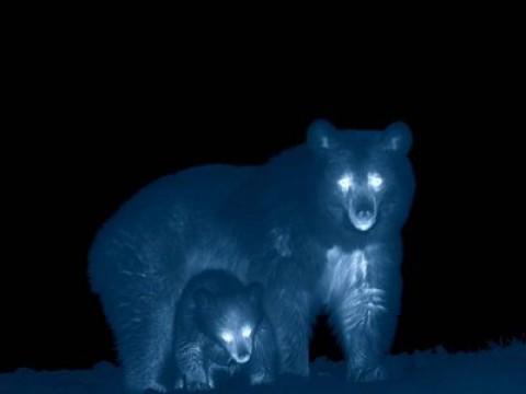 Mit den Augen der Tiere (2): Zwischen Wildnis und Zivilisation