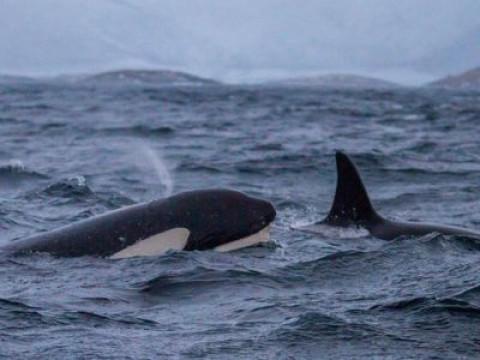 Russias Wild Sea (1)